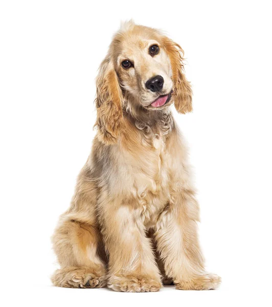 Young English Cocker Seven Months Old Sticking Tongue Out Isolated — Stock Photo, Image