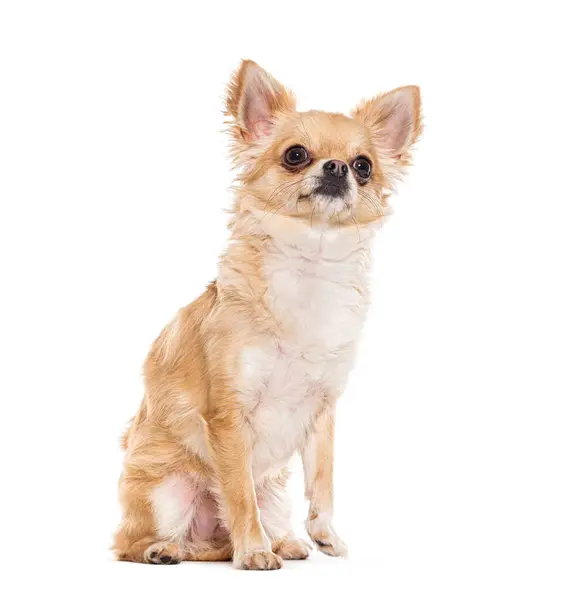 Chihuahua Sentado Mirando Hacia Arriba Aislado Blanco — Foto de Stock