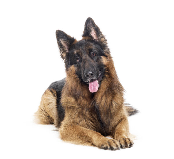 Long haired german shepherd lying down, panting and looking at the camera, isolated on white