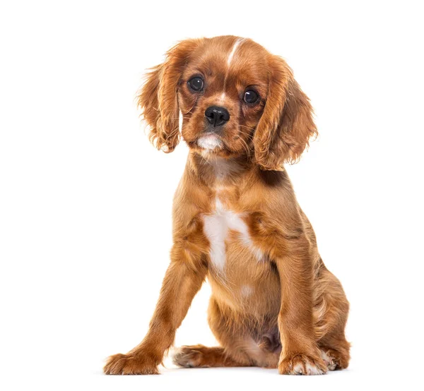 Puppy Cavalier King Charles Spaniel Weeks Old Isolated White — Stock Photo, Image