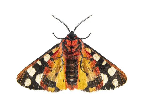 Ventral Side Cream Spot Tiger Moth Wings Open Arctia Villica — Stock Photo, Image