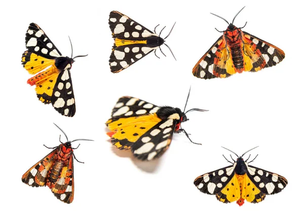 在白蛾上被隔离的黄蛾科Arctia Villica Erebidae科白蛾的中央和背侧 — 图库照片
