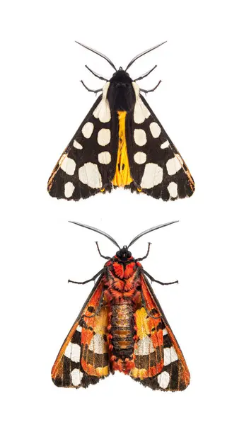 Ventral Dorsal Side Cream Spot Tiger Moth Wings Close Arctia — Stock Photo, Image