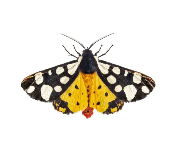Strona Grzbietowa Ćmy Tygrysiej Arctia Villica Rodzina Erebidae Izolowana Białym — Zdjęcie stockowe