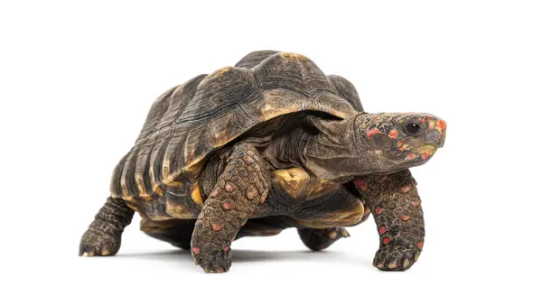 stock image red-footed tortoise facing at the camera, Chelonoidis carbonarius, isolated on white