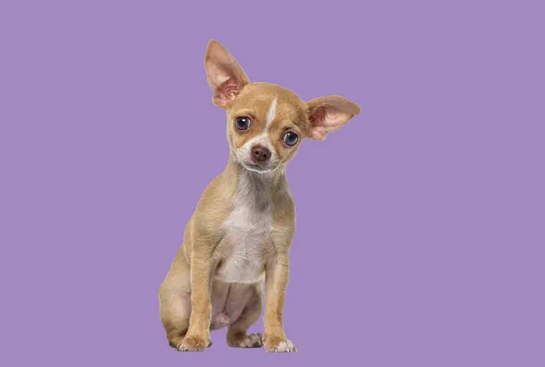 Небольшой Загорелый Белый Коротковолосый Щенок Чхуахуа Щенок Собаки Месяца Фиолетовый — стоковое фото