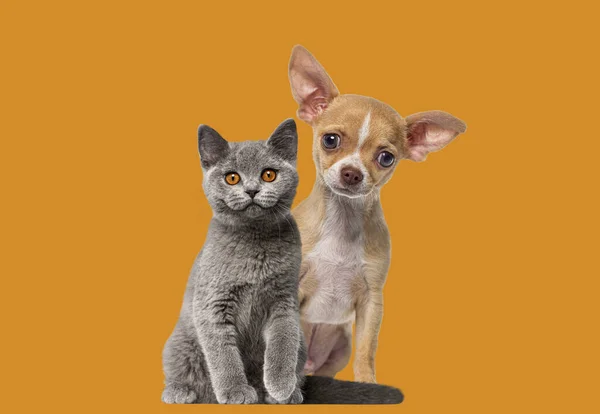 チワワの子犬とイギリスの短椅子子子 猫と犬 オレンジ色の背景に座ってカメラを見る — ストック写真