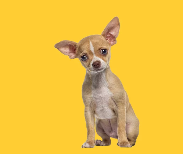 Liten Brun Och Vit Kort Hårig Chihuahua Valp Hund Valp — Stockfoto