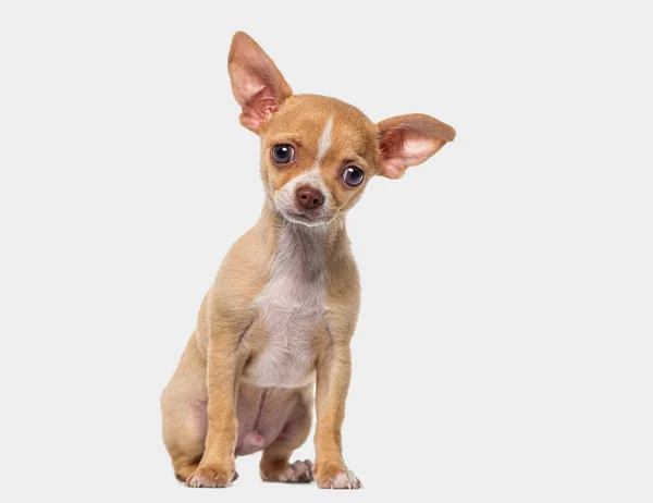 Little Young Short Haired Chihuahua Puppy Months Old Isolated Grey — Stock Photo, Image
