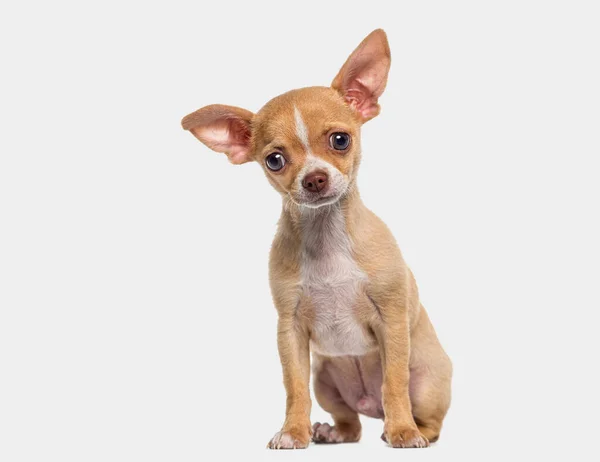 Petit Chiot Chihuahua Aux Cheveux Courts Mois Isolé Sur Gris — Photo