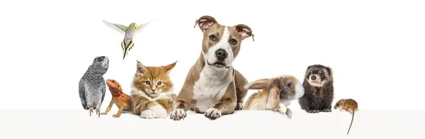 Group Pets Leaning Together Empty Web Banner Place Text Cats — Stock Photo, Image