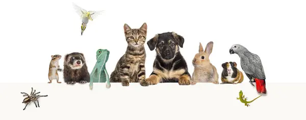 Group Pets Leaning Together Empty Web Banner Place Text Cat — Stock Photo, Image