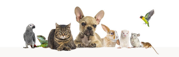 Group of pets leaning together on a empty web banner to place text.   Cats, dogs, rabbit, ferret, rodent, reptile, bird