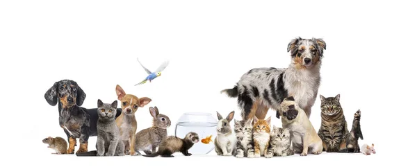 Group Pets Posing Cats Dogs Dog Cat Ferret Rabbit Fish — Stock Photo, Image