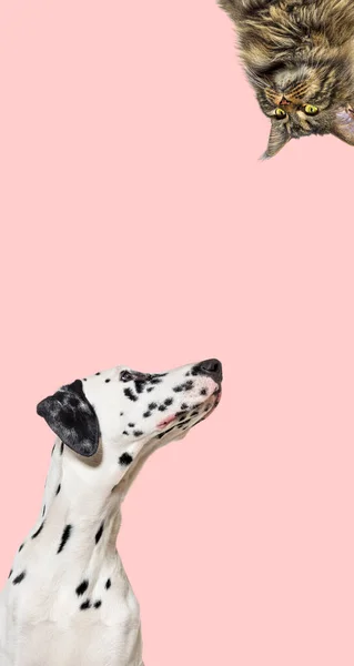 可爱的猫和狗看一个垂直的网页横幅的中心 空白处有文字 网页横幅 粉色背景 — 图库照片