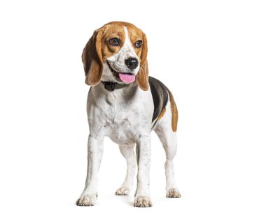 Beagle Panting tasma takıyor, beyaz tenli.