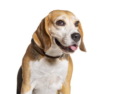 Köpek tasması takan soluk soluğa Beagle, beyaz tenli.