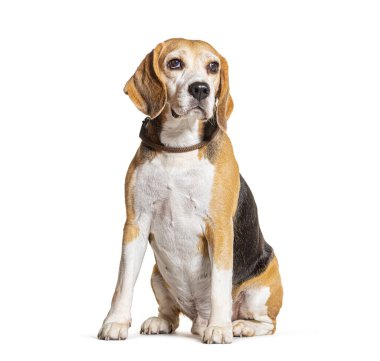 Oturan Beagle tasma takıyor, bembeyaz.