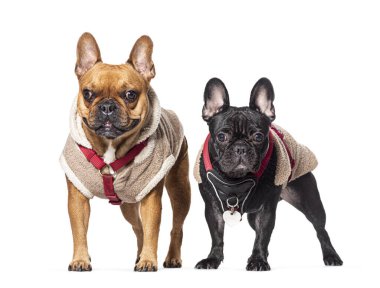 Fransız Bulldogları birlikte, köpek koşumu takıyorlar, beyaz üzerine izole edilmiş.