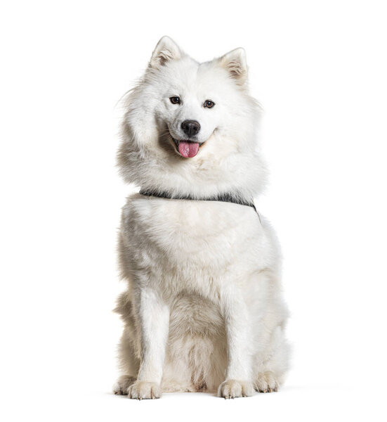 Samoyed panting and wearing a dog harness, isolated on white