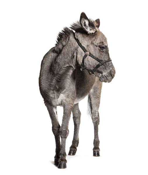 Grey Donkey Standing Wearing Halter Isolated White — Stock Photo, Image