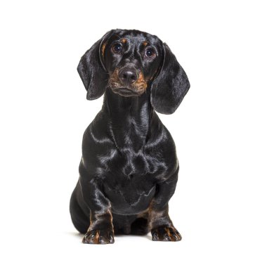 Dachshund köpeği, beyaz arka planda oturuyor.
