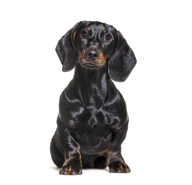 Dachshund dog, sitting in front of white background clipart