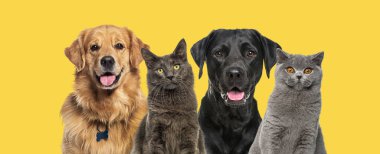 Kediler ve köpekler, sarı arka planda birlikte.