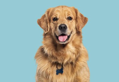 Neşeli bir Golden Retriever köpeğinin tasma ve kimlik etiketi takıp kameraya bakarken kafasından çekilen fotoğrafı.