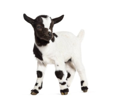 Side view of a Black and white kid of a Tibetan Pigmy Goat, isolated on white clipart