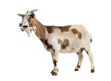 Tibet Pigme Keçisi. Ağzı açık, bembeyaz.