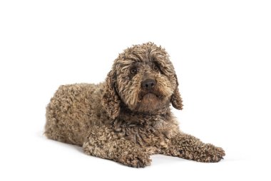 Lagotto Romagnolo köpeği, beyaz üzerine izole edilmiş.