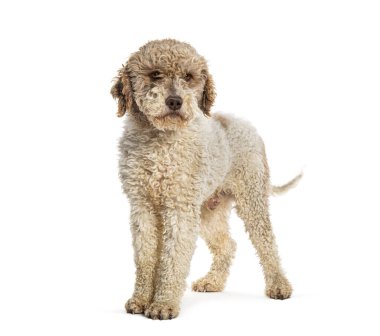 Lagotto Romagnolo köpeği, beyaz üzerine izole edilmiş.