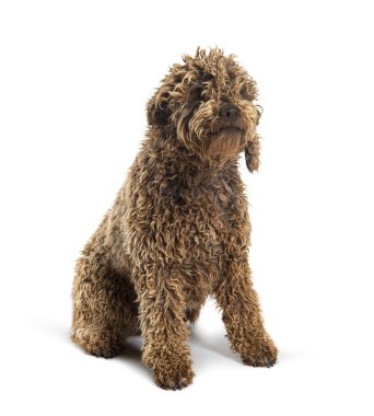 Lagotto Romagnolo köpeği, beyaz üzerine izole edilmiş.