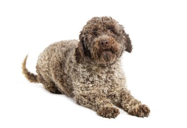 Lagotto Romagnolo köpeği, beyaz üzerine izole edilmiş.