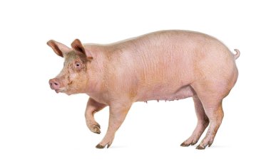 Beyaz renkte izole edilmiş, evcil bir domuzun yan görünüşü.