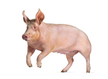 Evcil domuz koşuyor ve zıplıyor, beyaz üzerinde izole edilmiş.