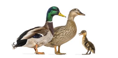 Erkek, dişi ve ördek yavrusu ördekleri, Anas platyrhynchos, beyaz üzerine izole edilmiş..