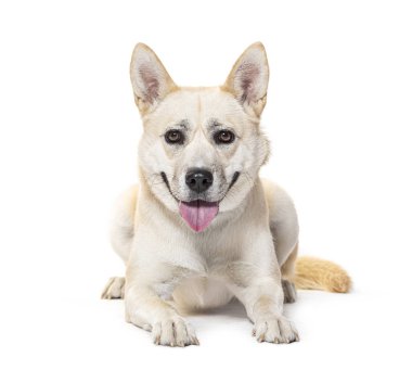 Nefes nefese Boxsky köpeği. Husky 'yi boksörle karıştır, beyazla yalıtılmış.