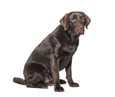 Çikolata Labrador, beyaz üzerine izole