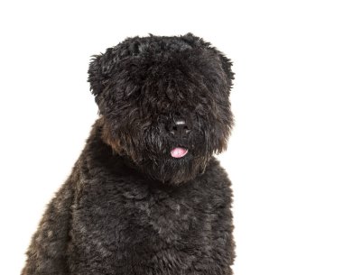 Bouvier des Flandres, beyaz üzerine izole edilmiş.