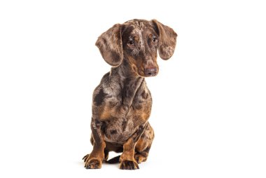 Oturan Kırmızı Merle Dachshund, beyaz üzerine izole edilmiş.