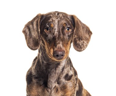 Kızıl merle Dachshund 'un kafasından, beyaz üzerine izole edilmiş.