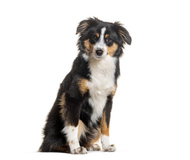 Şirin oturan Melez Köpek kameraya bakıyor, bembeyaz.