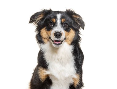 Üç renkli Melez bir köpeğin beyaz renkte izole edilmiş bir şekilde kameraya bakışı.