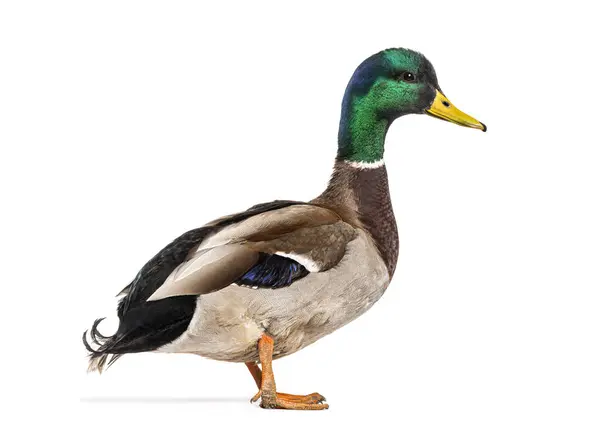 Zijaanzicht Van Een Mallard Duck Staande Anas Platyrhynchos Geïsoleerd Wit — Stockfoto