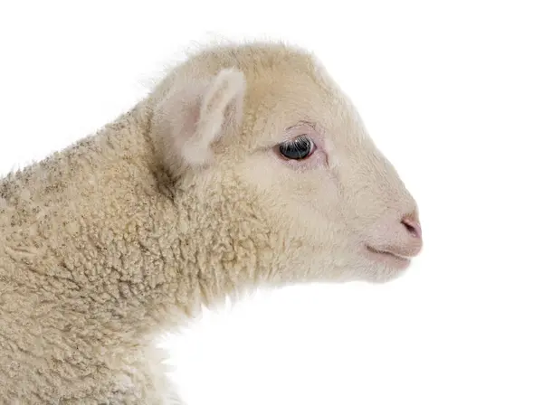 Pecora Sopravissana Lamb Valkoisella Eristetty — kuvapankkivalokuva