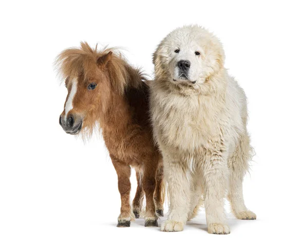 Maremma Sheepdog Falabella Miniature Horse Zij Aan Zij Wit Geïsoleerd — Stockfoto