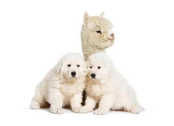 Eight Weeks Ols Puppies Maremma Being Impregnated Young Alpaca Together — Stock Photo, Image