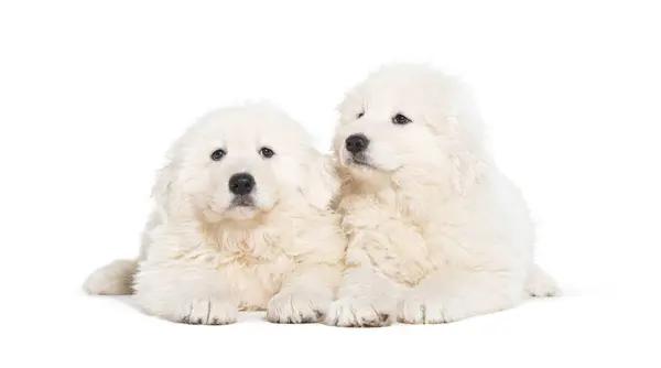Eight Weeks Ols Puppies Maremma Sheepdogs Isolated White — Stock Photo, Image
